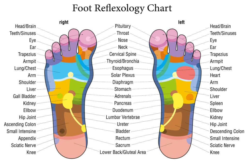 What Does Foot Reflexology Do? Foot reflexology chart description
